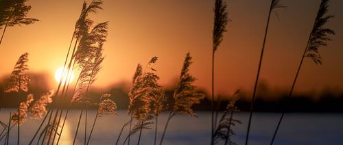 Grasses in the sunset on the lakeshore