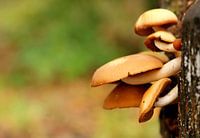 Herfst op zijn top 