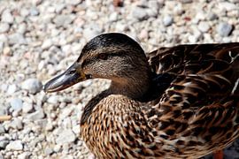 Eend close up van Paul Emons