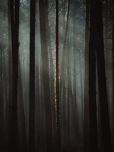 Licht in de duisternis