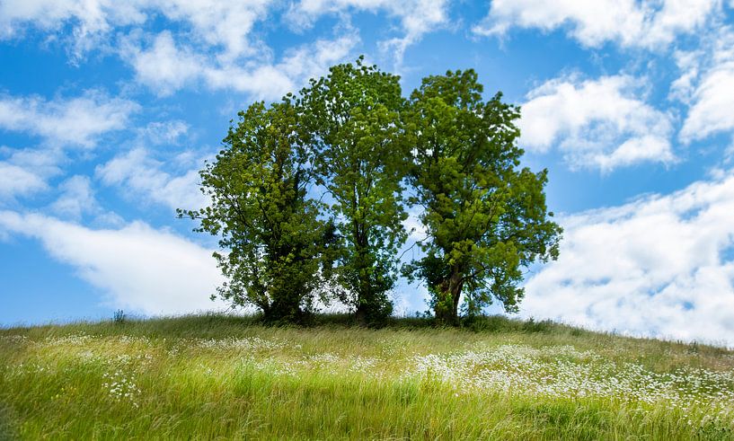 Les trois arbres par peter reinders