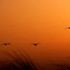 birds van Yvonne Blokland