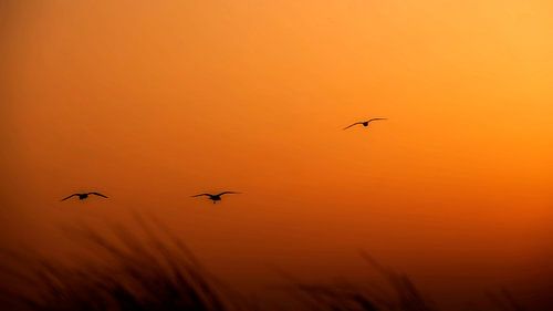  birds