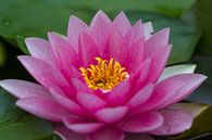 Lotus roze van Rene de Werker thumbnail