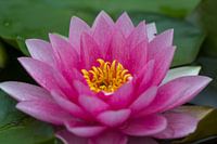 Lotus roze