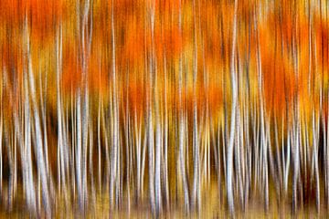 Birch abstract