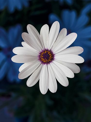 Osteospermum, IJsselstein, Pays-Bas