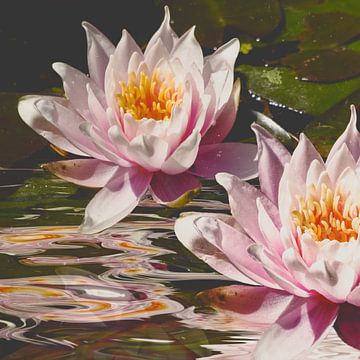 Water Lily by Christine Nöhmeier