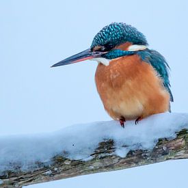 kingfisher by Han Peper