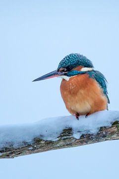 IJsvogel