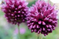 Power Flower 3