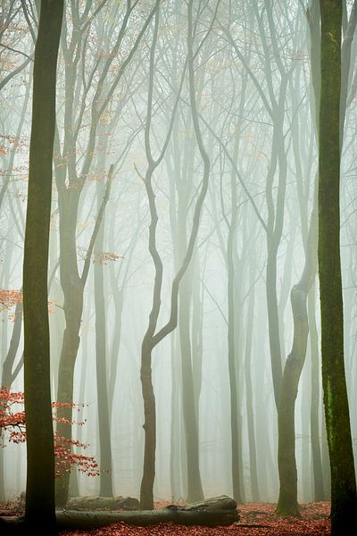 Winding trees of the Speulderbos by Jenco van Zalk