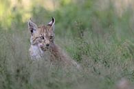 Eurasischer Luchs ( Lynx lynx ), Jungtier leckt verschmitzt die Zunge von wunderbare Erde Miniaturansicht