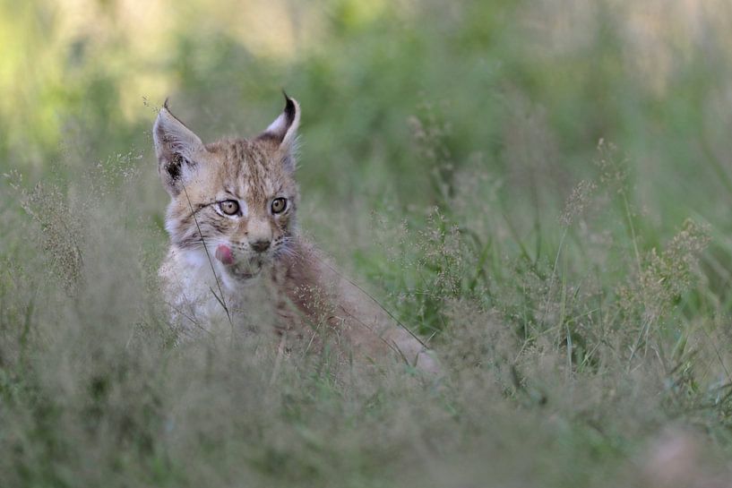 Eurasischer Luchs ( Lynx lynx ), Jungtier leckt verschmitzt die Zunge van wunderbare Erde