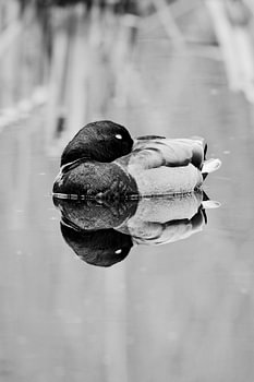 Reflet de tranquillité – Canard sauvage