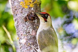 Green woodpecker (Picus viridis)