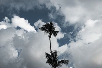 A palm tree with aerial background in Brazil by Felix Van Leusden