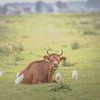 Koe samen met koereigers van Gertjan Hesselink