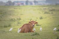 Vache avec aigrettes bovines