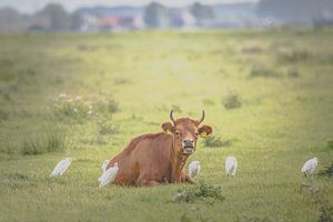 Vache avec aigrettes bovines