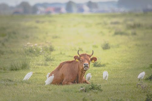 Koe samen met koereigers van Gertjan Hesselink