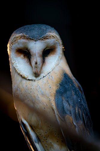 Rutting red deer in the open beautiful nature 