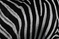 Zebra Close-Up: Unique Pattern from Africa by Ian Schepers thumbnail