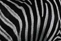 Zebra Close-Up: Unique Pattern from Africa