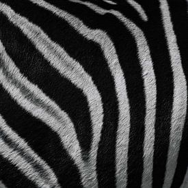 Zebra Close-Up: Unique Pattern from Africa by Ian Schepers