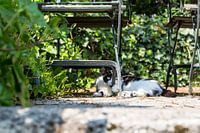 Nieuwsgierige poes