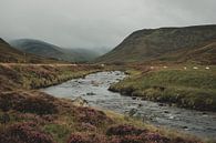 Fluss in den Cairngorms. von Paulien van der Werf Miniaturansicht