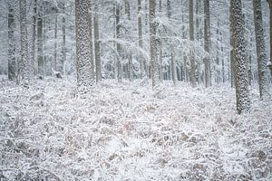 Verschneite Baumstämme