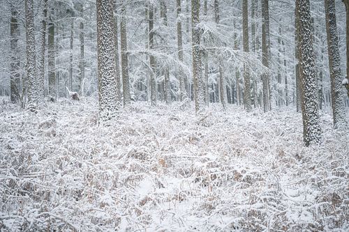 Besneeuwd stammen