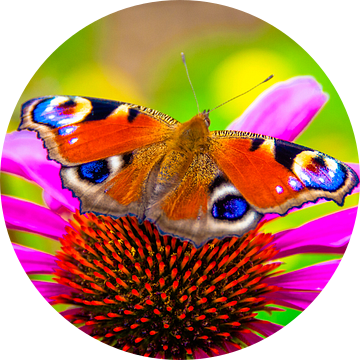 Butterfly van Alex Hiemstra