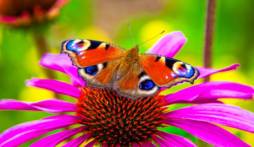 Schmetterling von Alex Hiemstra