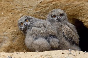 Europaeische Uhus ( Bubo bubo ), zwei Jungvögel am Eingang zu ihrer Nisthöhle