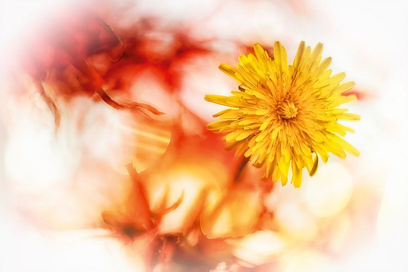 Dandelion flower in bright light by Nicc Koch