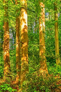Buchenstämme mit Blättern im Wald von Sonne beleuchtet