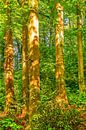 Beukenstammen met bladeren in het bos verlicht door de zon van Dieter Walther thumbnail