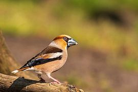 Appelvink van Merijn Loch