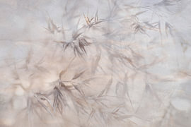 Herbes et structure avec double exposition sur Marianne van der Zee
