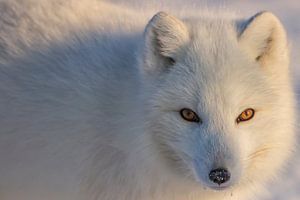 LP 71070125 Arctic fox sur BeeldigBeeld Food & Lifestyle