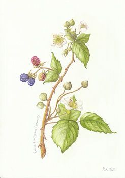 Zweigstelle Brombeere