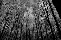 Into the trees