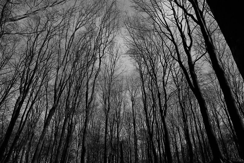 Into the trees van Marco van de Pol