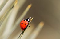 Ladybug by Eva Bos thumbnail