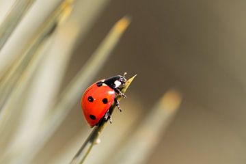 Ladybug by Eva Bos