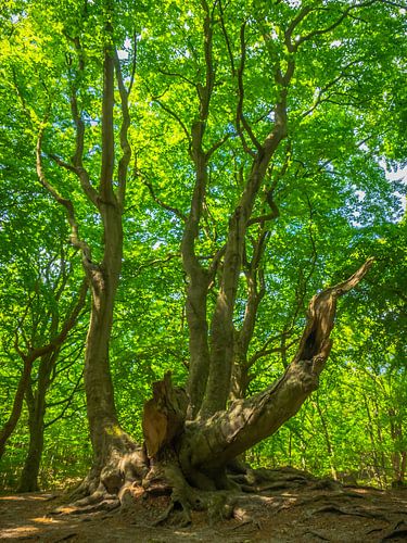 Old tree with green leaves