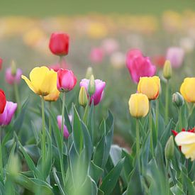 A field full of colourful tulips in red, yellow and orange creates a spring-like atmosphere by Thomas Heitz