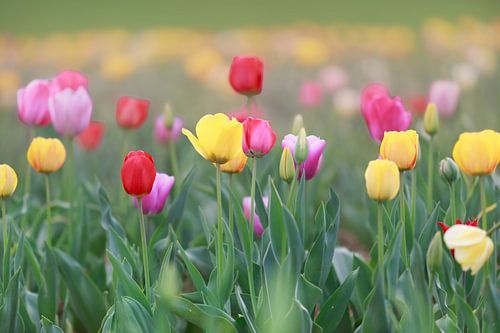 Een veld vol kleurrijke tulpen in rood, geel en oranje creëert een lenteachtige sfeer
